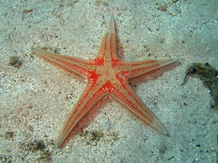 Astropecten aranciacus (Linnaeus, 1758)